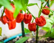 habanero peppers