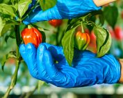 Hand Picked Habanero Chile Peppers, Ripe Habanero Peppers