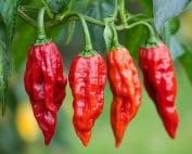 ghost chili pepper
