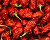 The Carolina Reaper Scoville Explained: Why This Pepper Demands Respect in the Kitchen