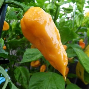 Magic Plant Farms is the Right Choice for Ghost Peppers