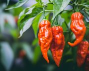 what to do with ghost peppers