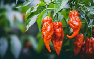 what to do with ghost peppers