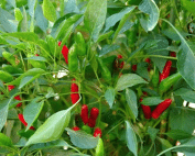 African Bird’s Eye Chili: The Small Pepper Making a Big Impact in Global Cuisine