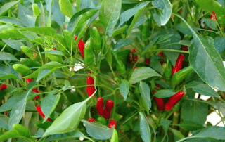 African Bird’s Eye Chili: The Small Pepper Making a Big Impact in Global Cuisine