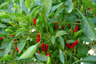 African Bird’s Eye Chili: The Small Pepper Making a Big Impact in