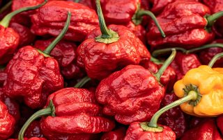 dried carolina reaper