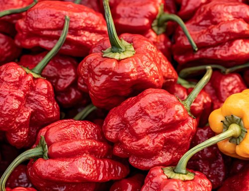 Dried Carolina Reaper: How to Harness the World’s Hottest Pepper for Maximum Flavor and Heat