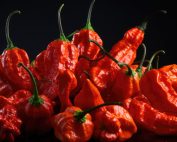 buy bulk ghost pepper powder