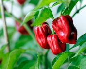 habanero powder