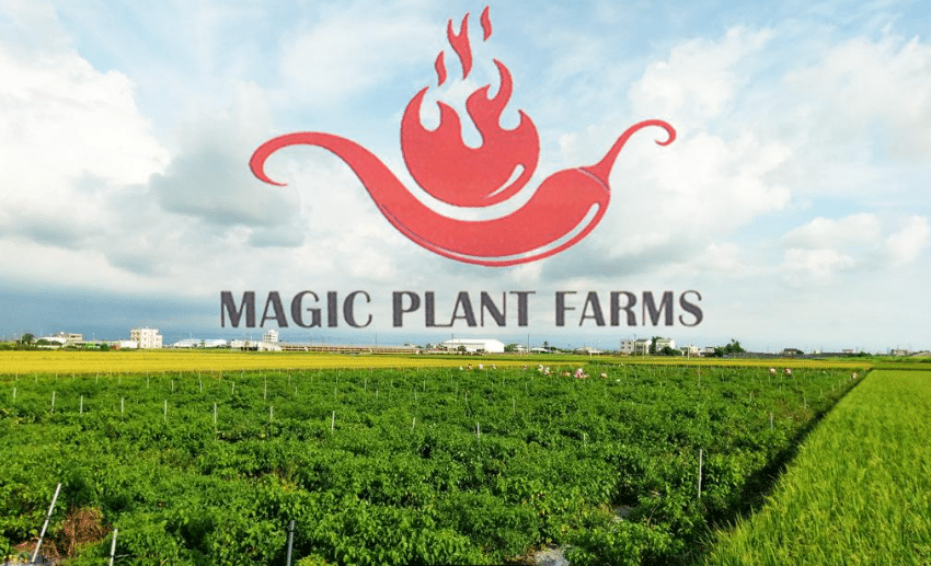 Why Professionals Trust Magic Plant Farms