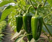 green jalapeno whole peppers