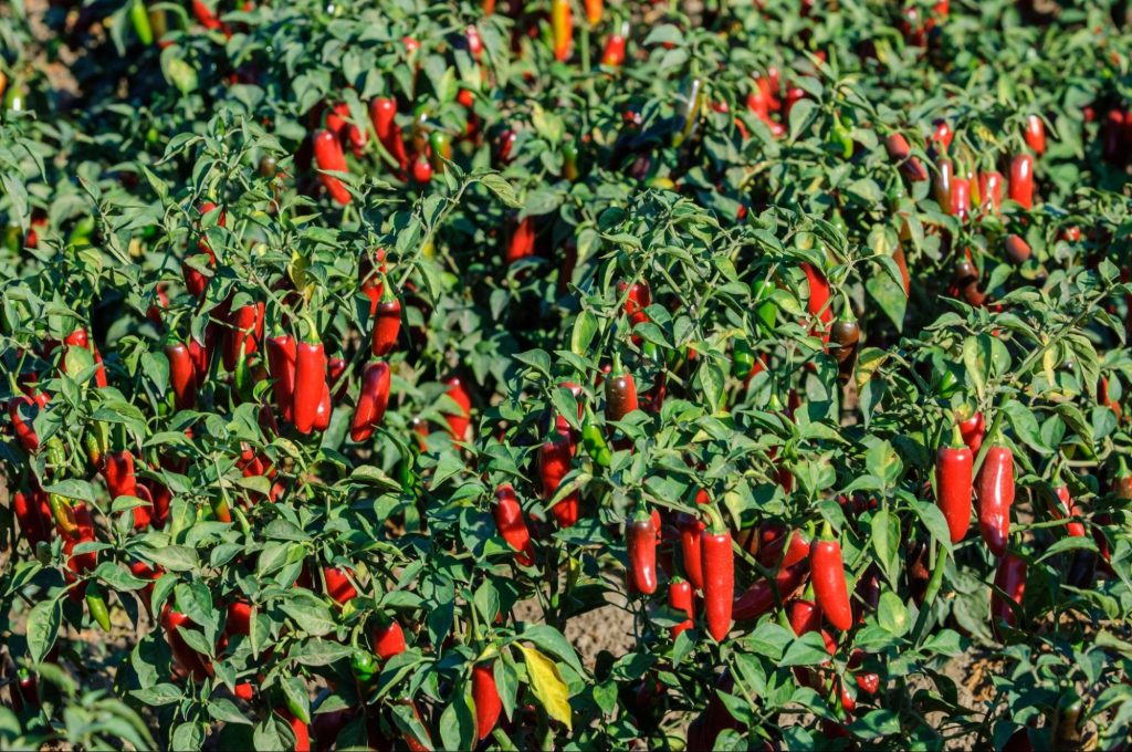 What Explains Two Distinct Personalities Within the Same Pepper Plant