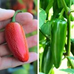 Red Jalapeños vs Green Jalapeños