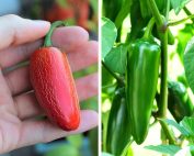 Red Jalapeños vs Green Jalapeños