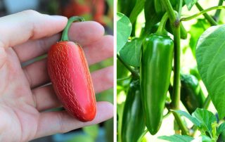 Red Jalapeños vs Green Jalapeños