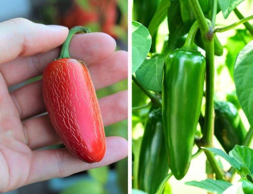 Red Jalapeños vs Green Jalapeños: What Bulk Buyers Need to Know Before Sourcing