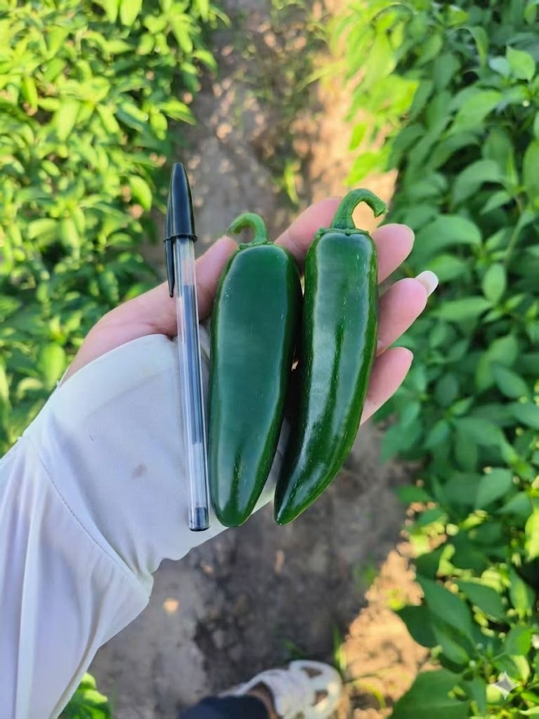 Green Jalapeños: Bright, Crisp, and Fresh