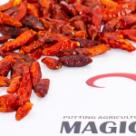African Bird's Eye Chili