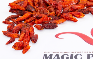 African Bird's Eye Chili