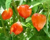 Orange Habanero | Orange Habanero Pepper