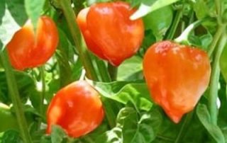 Orange Habanero | Orange Habanero Pepper