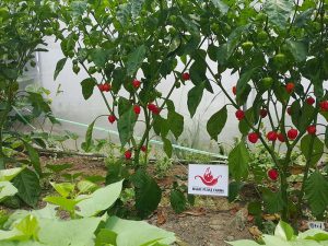 IMG-20160607-WA0049