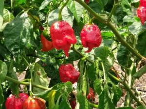 Scorpion-Chili-Pepper-Magic-Plant